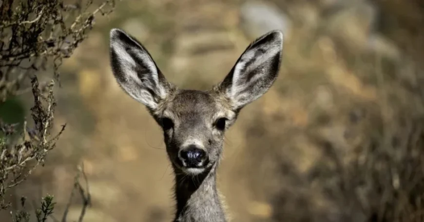 Catalina Island Restoration Plan to Cull Thousands of Mule Deer