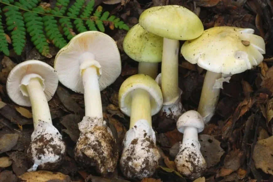 Four Killed as Dangerous Death Cap Mushrooms Proliferate in California