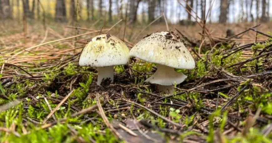 California Rain Spurs Death Cap Mushroom Spread, Claims 4 Lives
