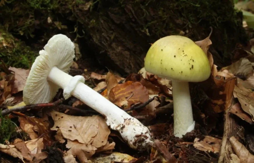 Death Cap Mushrooms in California: Four Dead, Three Receive Liver Transplants