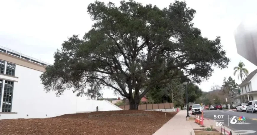 DUI Checkpoints, Adam Sandler in SB, and Madden’s Cal Poly Legacy