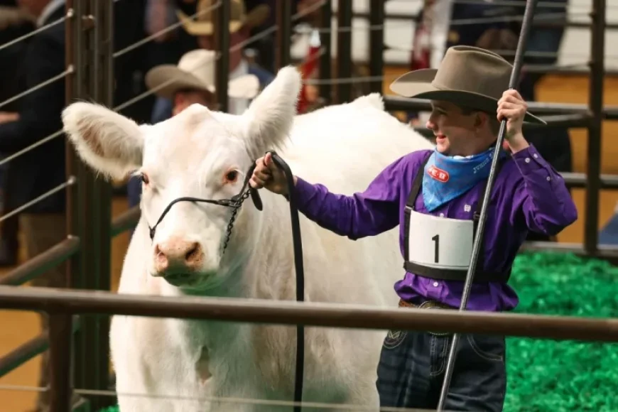 White Castle Sets Record Selling for $550,000 at Fort Worth Stock Show