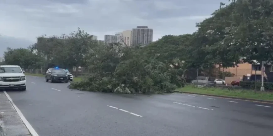 Hawaii’s Powerful Winds Cause Widespread Tree Damage and Power Outages