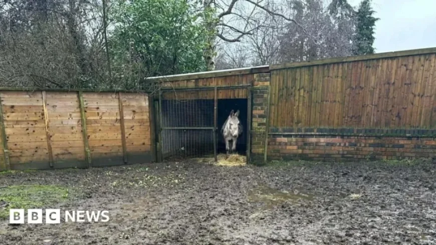 £50k Weather Damage Forces Donkey Sanctuary to Close Public Access