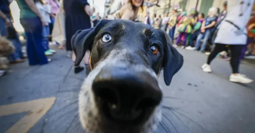 Mystic Krewe of Barkus Parade Charms French Quarter on Sunny Sunday