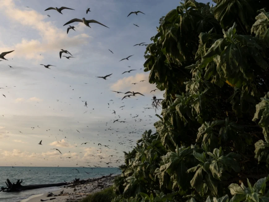 US Sanctions Marshall Islands, Palau Officials over China-Related Concerns