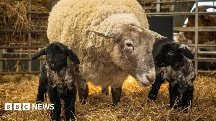 Britain’s ‘Loneliest’ Sheep Welcomes First Lambs