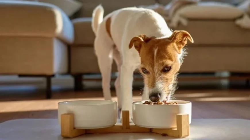 High Levels of Lead, Mercury Found in Commercial Dog Food
