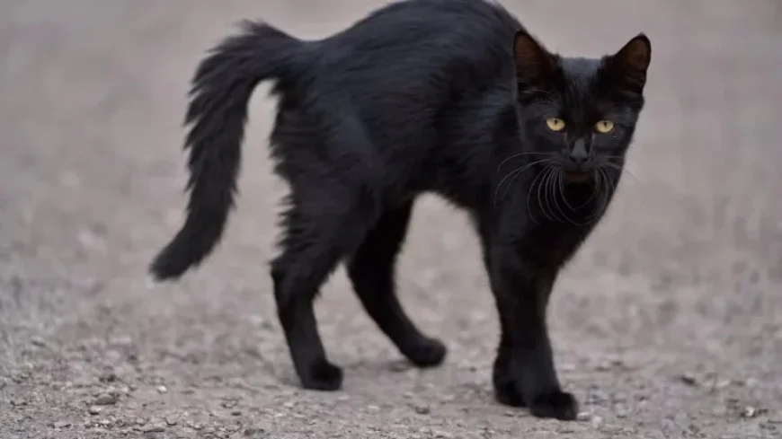 Is Friday the 13th Truly Unlucky? Exploring the Superstition