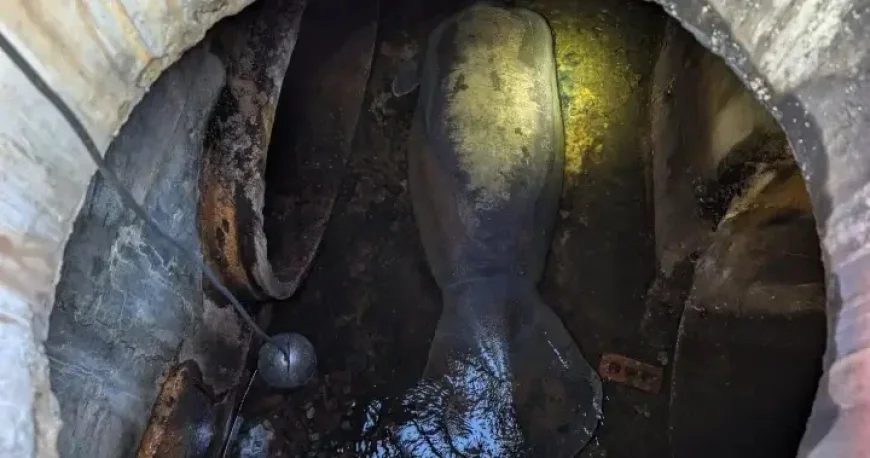 Florida Rescuers Free 410-Pound Manatee Trapped in Storm Drain