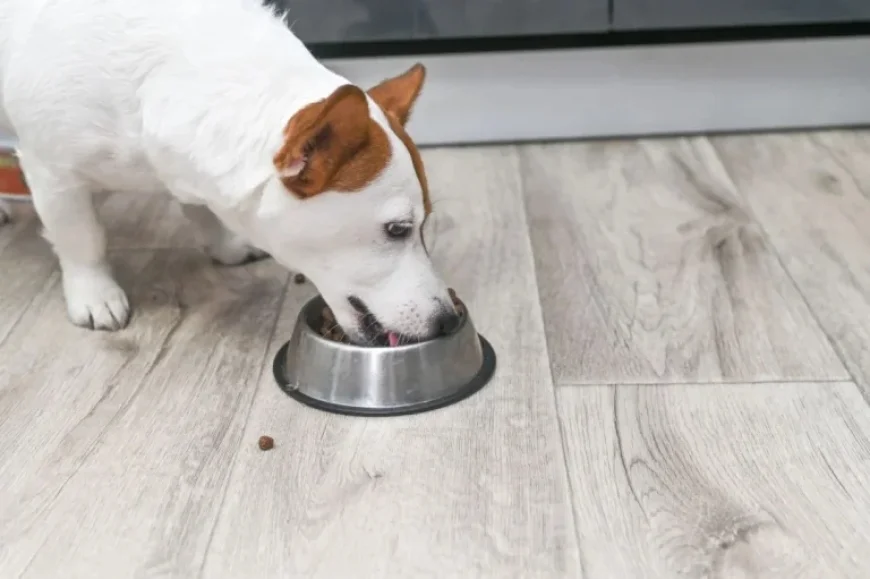 Why Dog Owners Should Consider Changing Their Kibble