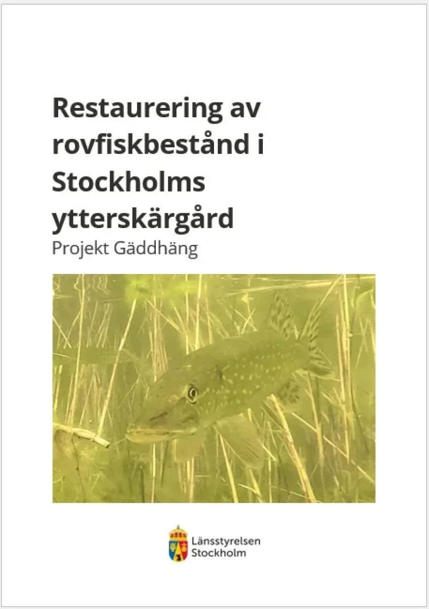 Restoring Predatory Fish Populations in Stockholm’s Outer Archipelago