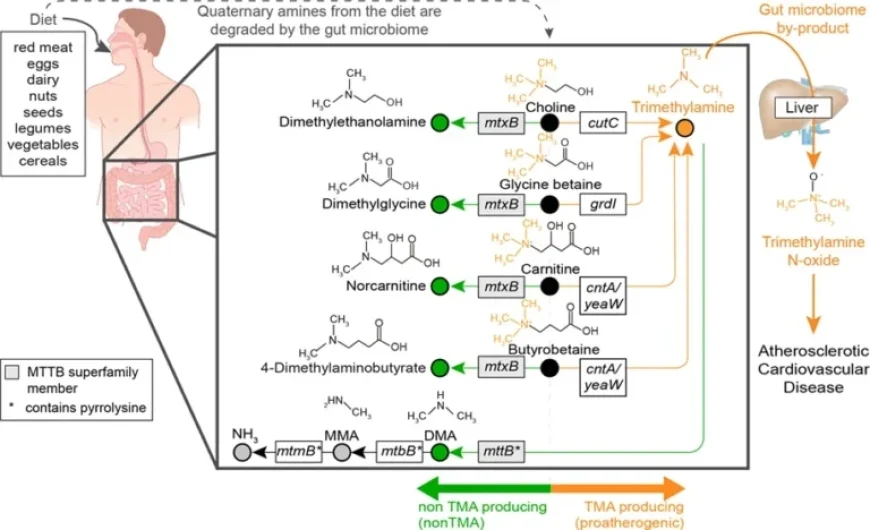 How Gut Microbes Influence Heart Health