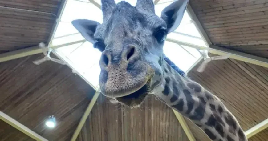 Toronto Zoo’s Kiko the Giraffe Died of Heart Failure, Postmortem Reveals