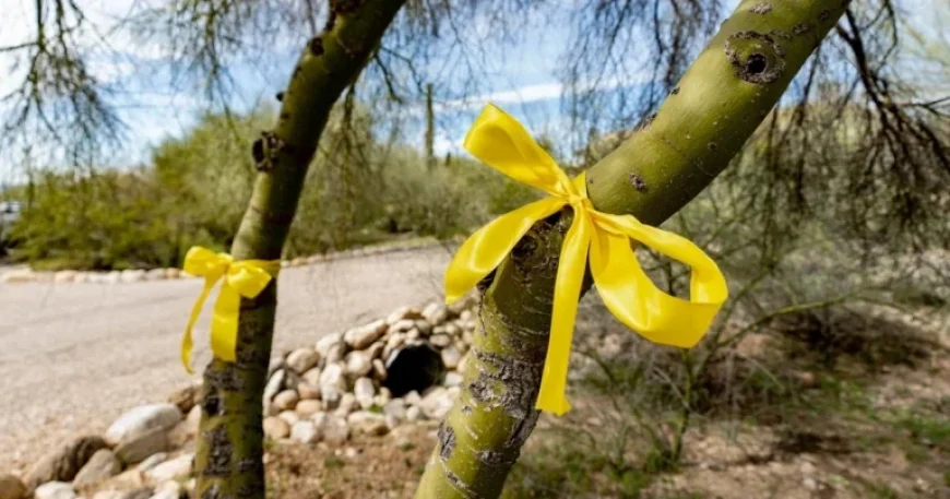 Savannah Guthrie Urges Action: ‘It’s Never Too Late,’ Live Updates Here