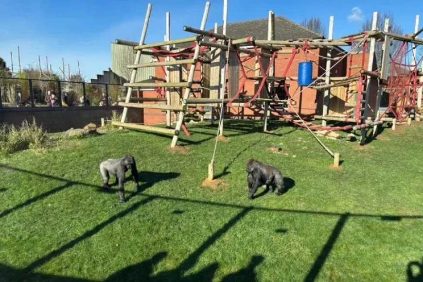 Discover This Hidden Gem: A Family-Friendly Zoo Near Birmingham Awaits