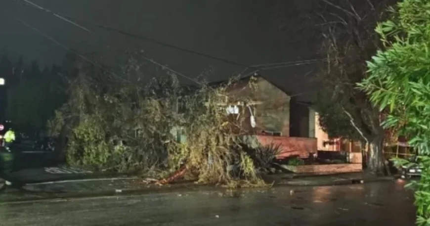 Central Coast Storm Topples Power Poles and Trees