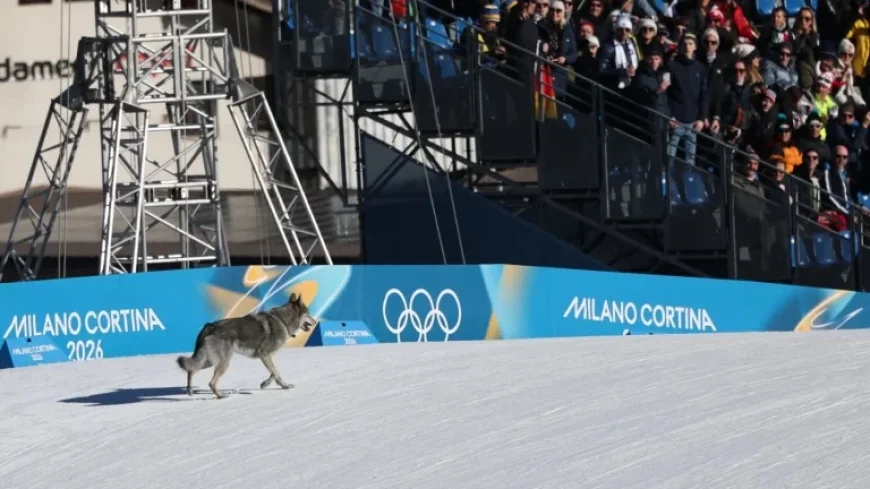 Dog Steals Spotlight at the Olympics by Gate-Crashing Event