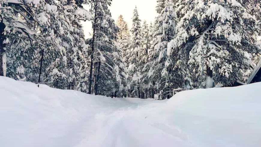 Avalanche in Northern California Claims 8 Skiers; 1 Still Missing