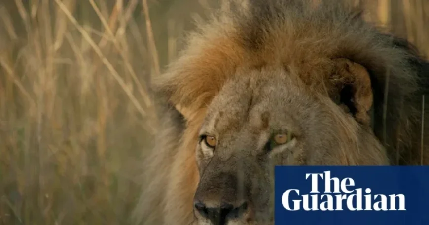 TV Tonight: Remembering Cecil the Lion, Victim of Trophy Hunting