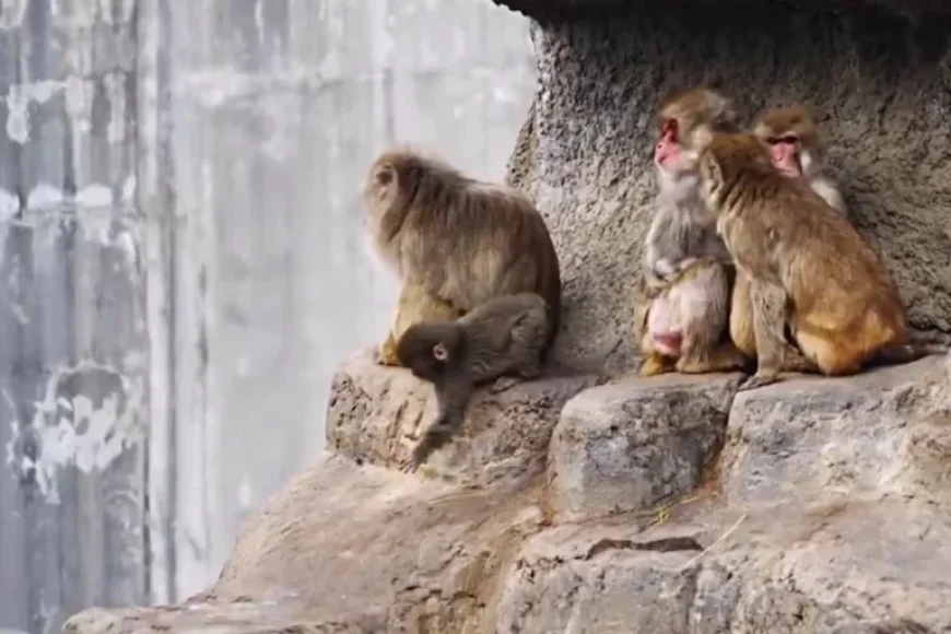 Viral Story: Abandoned Baby Monkey Reunites with New Family