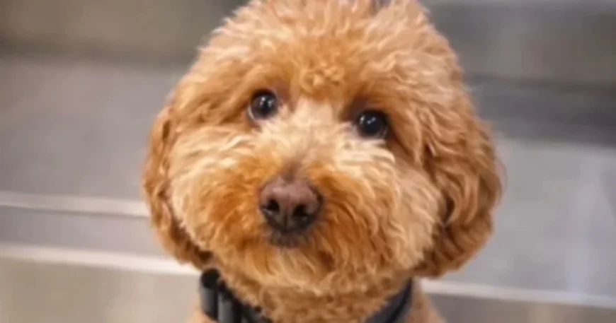 Woman Arrested for Abandoning Puppy at Las Vegas Airport Counter