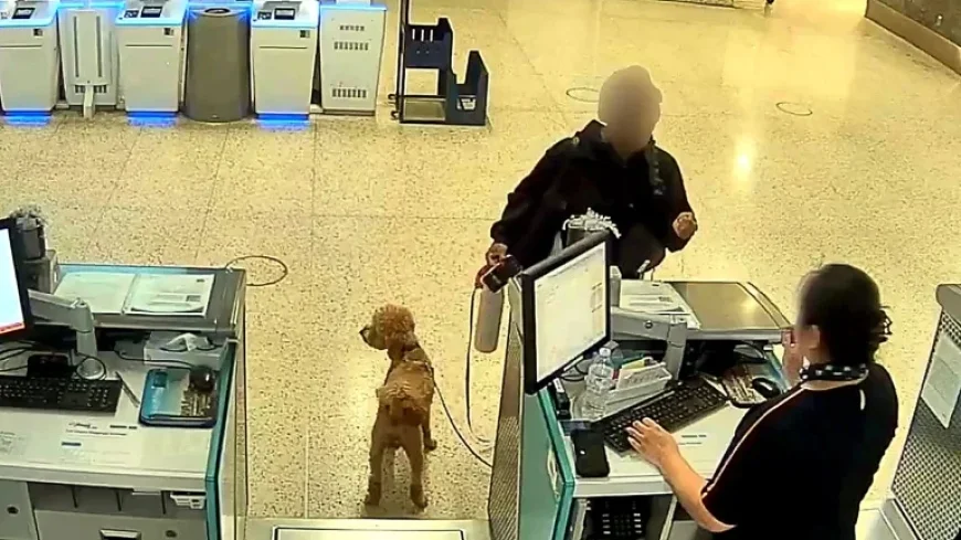 JetBlue Passenger Leaves Fake Service Dog at Airport After Flight Denial