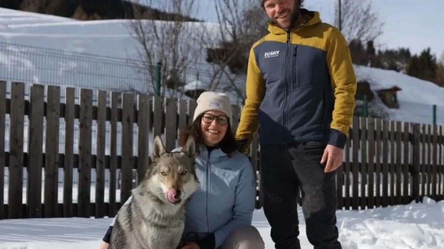 Nazgul the Wolfdog Escapes for Winter Adventure: NPR