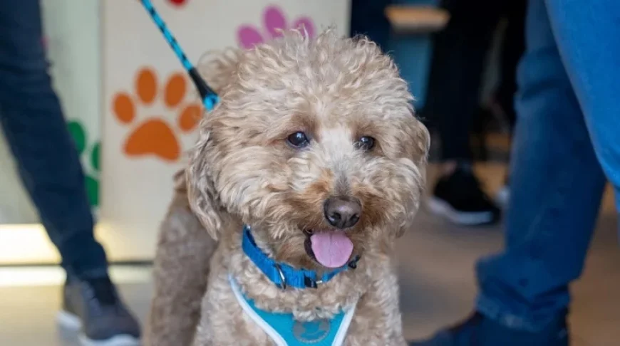 Airport Hero Officer Adopts Rescued Dog