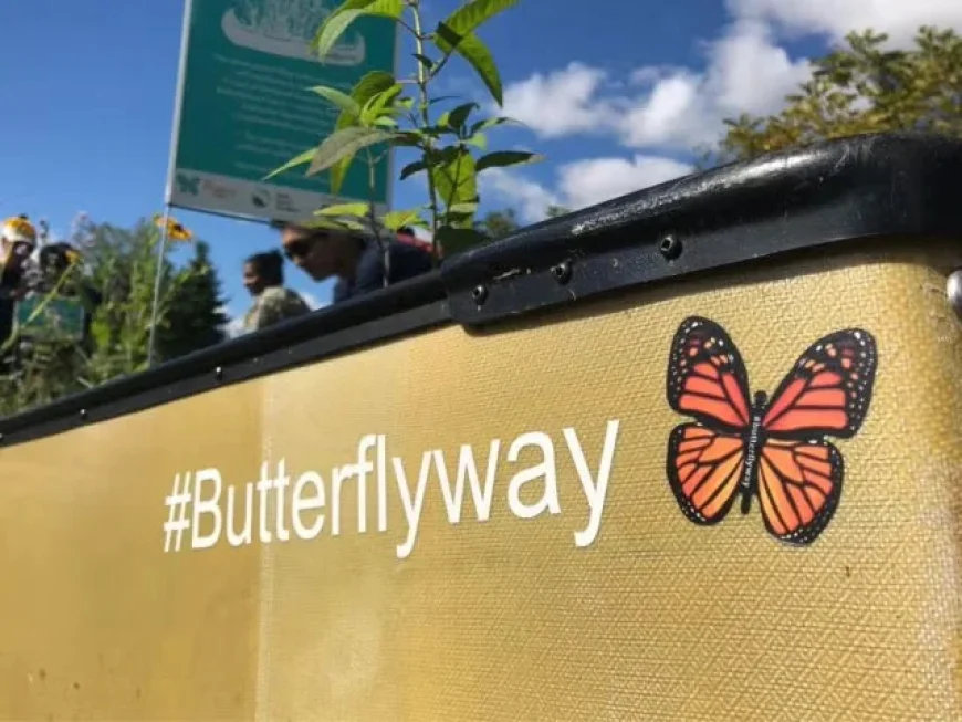 Creating a Butterfly Haven: Transform Your Garden into a Joyful Retreat