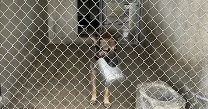 Pentagon Report: 4 Military Dogs Die Due to Poor Kennel Conditions