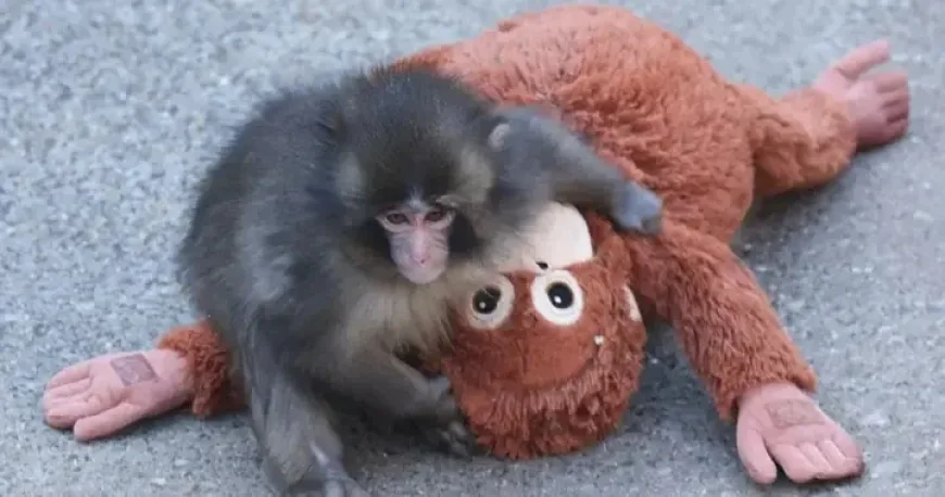 Ikea’s Stuffed Orangutan Toy Sells Out Instantly in Stores