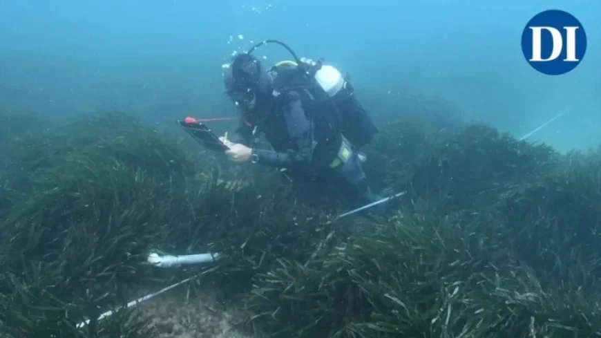 GEN-GOB Reports Decline in 17 of 18 Ibiza Posidonia Meadows