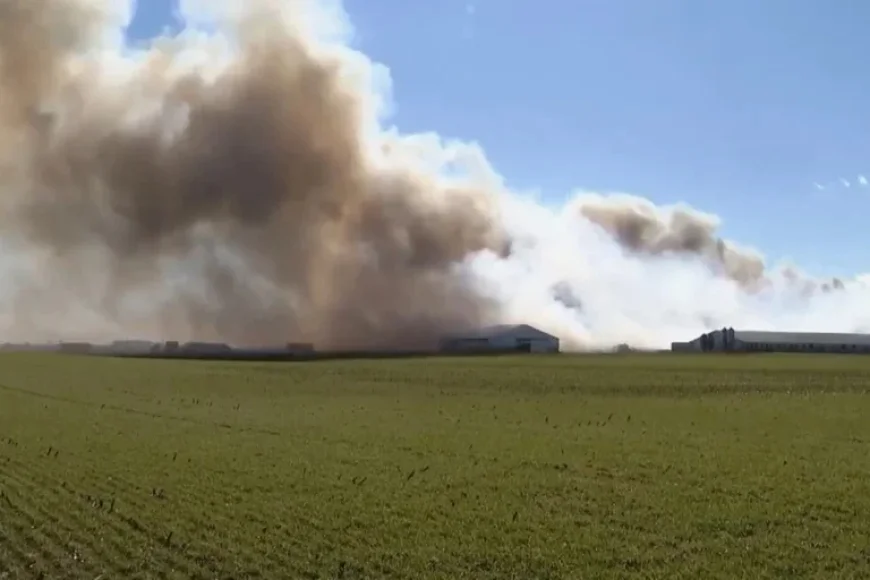 Ohio Farm Fire Claims Lives of 6,000 Hogs