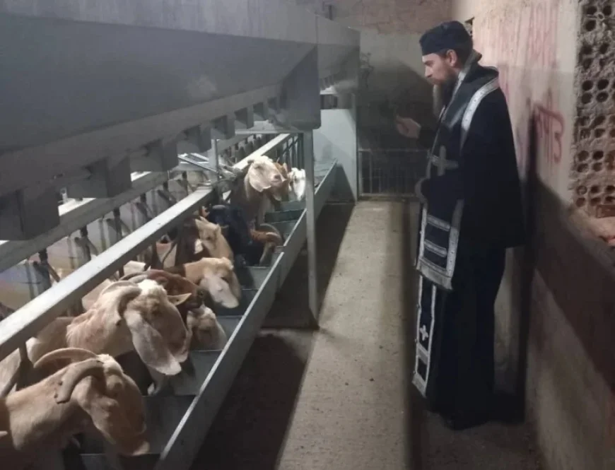 Priests Bless Goats on Farm Amid Foot and Mouth Outbreak