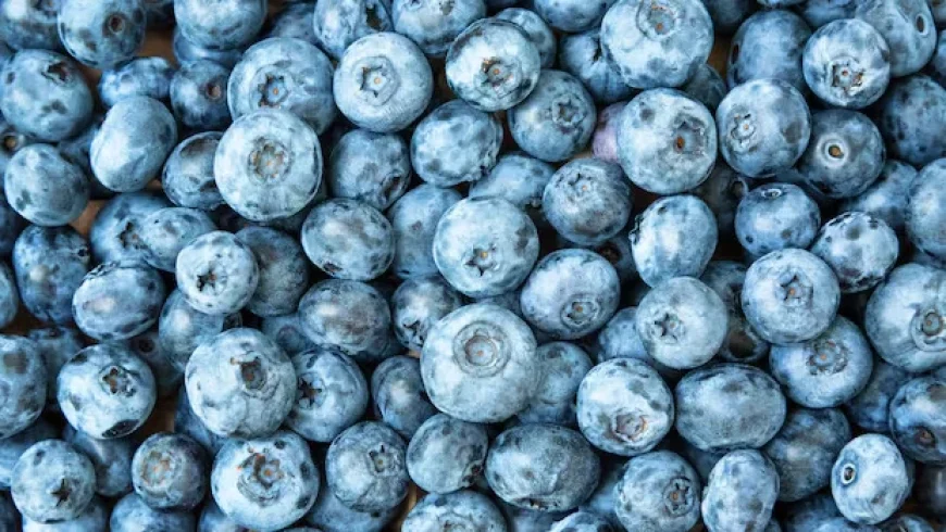 FDA Recalls Frozen Blueberries in Canada and U.S. Over Listeria Risk