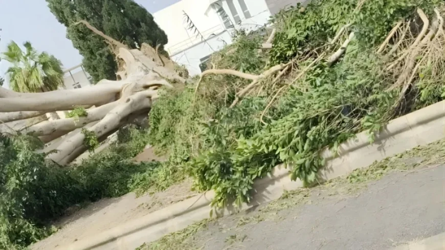 San Bartolomé de Tirajana Initiates PEMU Amid Storm-Induced Wind and Coastal Alert