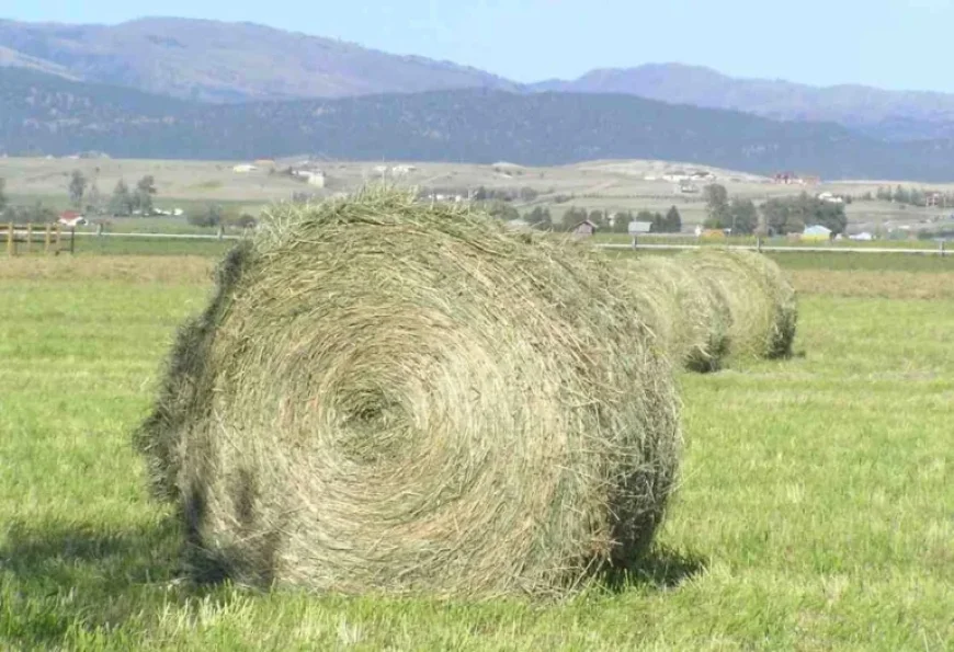 75-Year-Old Suspected of Hay Smuggling Amid FMD Outbreak