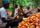 Ivory Coast Reduces Cocoa Prices Effective March 1