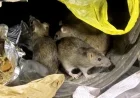 UK Homes Report Surge in Rat Infestations