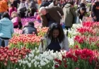 National Mall Transforms Into Vast Tulip Garden This March