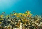 Army Corps Project Threatens Florida’s Last Thriving Coral Reef