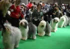 Crufts as 2026 arrives: What to watch as 18,698 dogs converge in Birmingham
