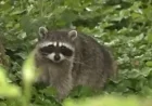Alexandria’s Old Town on alert after a raccoon bites two people