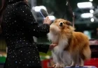 Crufts 2026: Dogs arrive as grooming debut exposes shift from competition to spectacle