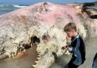The Whale carcass washes ashore at Denison Beach near Bicheno