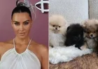 Kim Kardashian Reveals New Puppies for Kids Amid PETA Criticism