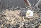 Streamed Nesting: Hanover Bald Eagle Family Grows as Mom Lays Second Egg