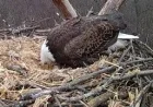 Streamed Nest Watch: Hanover Eagles Lay First Egg and Draw a Community