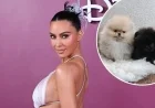 Kim Kardashian Shares Her 4 Puppies Despite PETA Backlash